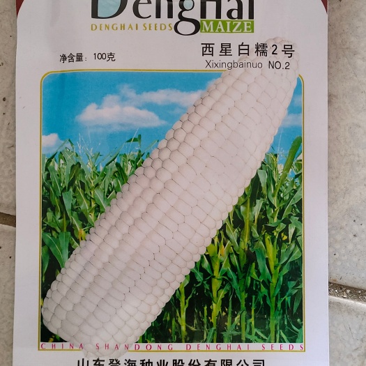 巨野县西星糯2号，大棒品种，果穗均匀，口感甜糯，商品性好！