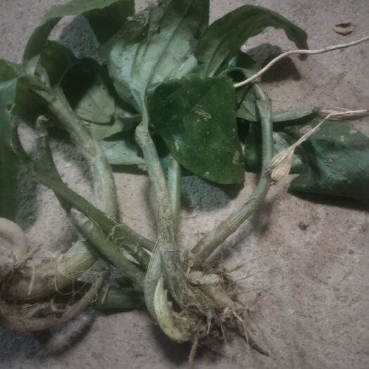 阳山县药材一手货源