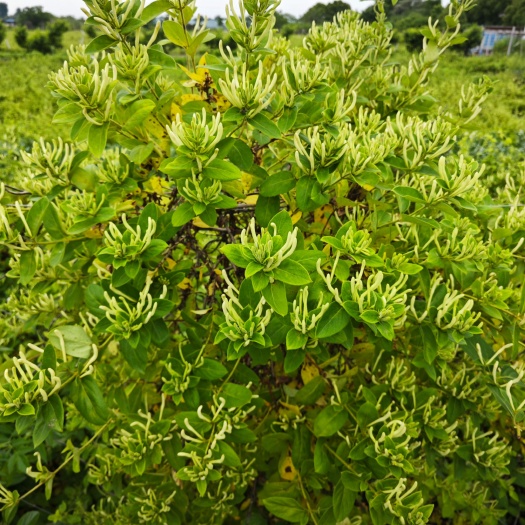 宜兴市金银花北花大苗