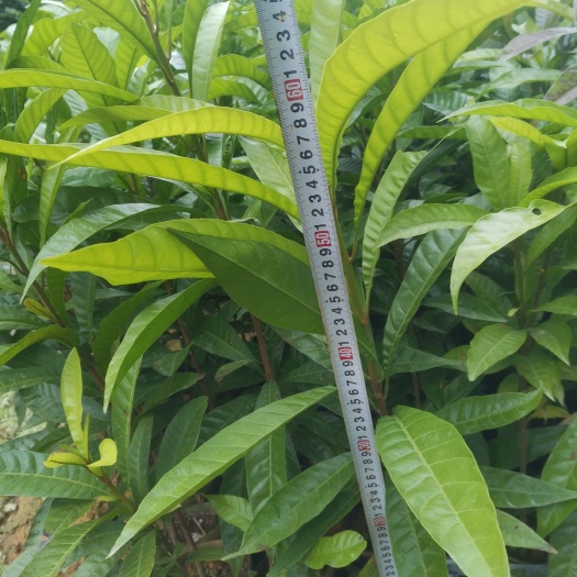 钦州蛋黄果苗