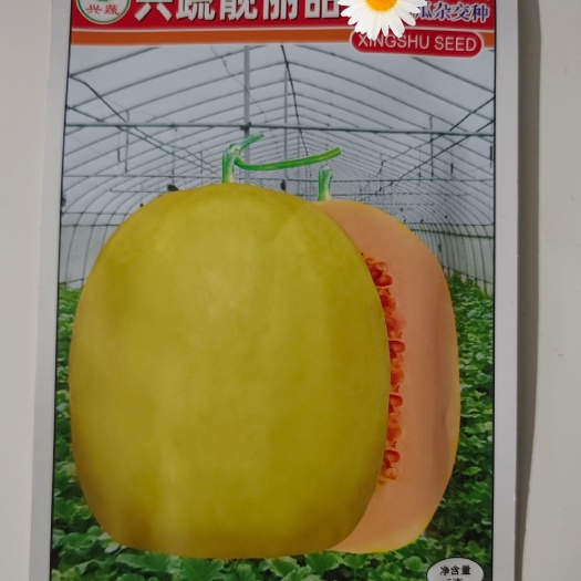 宜城市兴蔬靓丽甜瓜种子 哈密香甜瓜种子 果皮黄色 现货直发