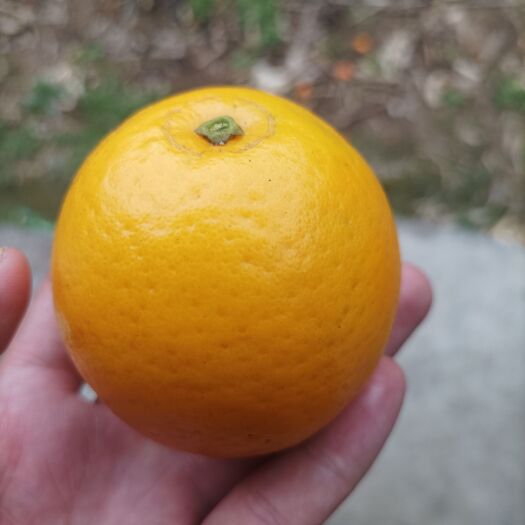 天等县脐橙水分多甜