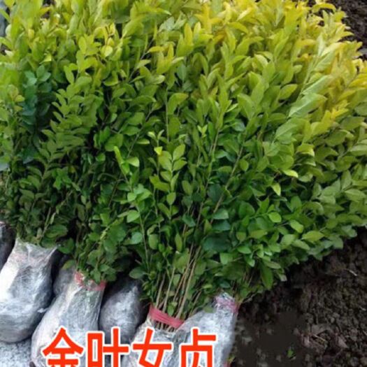 淮安庭院树苗金叶女贞树苗女贞子树苗小叶女贞苗球金森女贞彩色绿化带