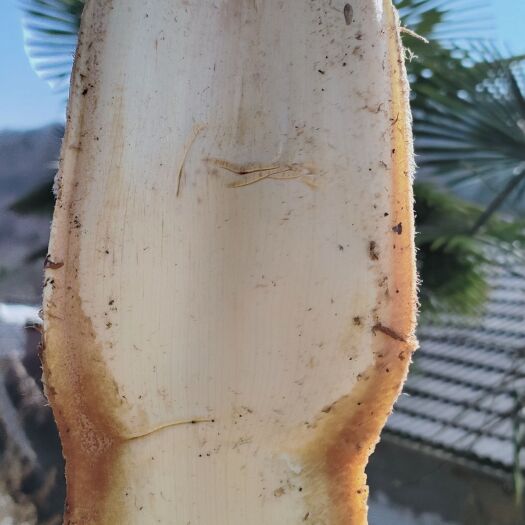 棕苞
