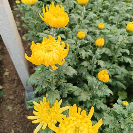 新沂市黄白菊花基地直发长年供货