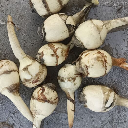 盐城慈菇
