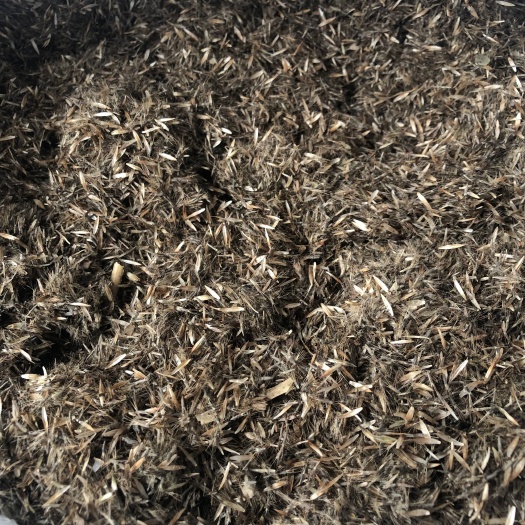 防城港地胆头种子