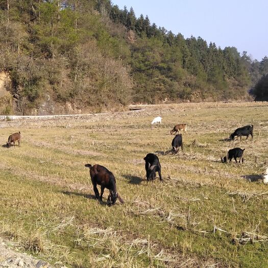 芷江县散养黑山羊