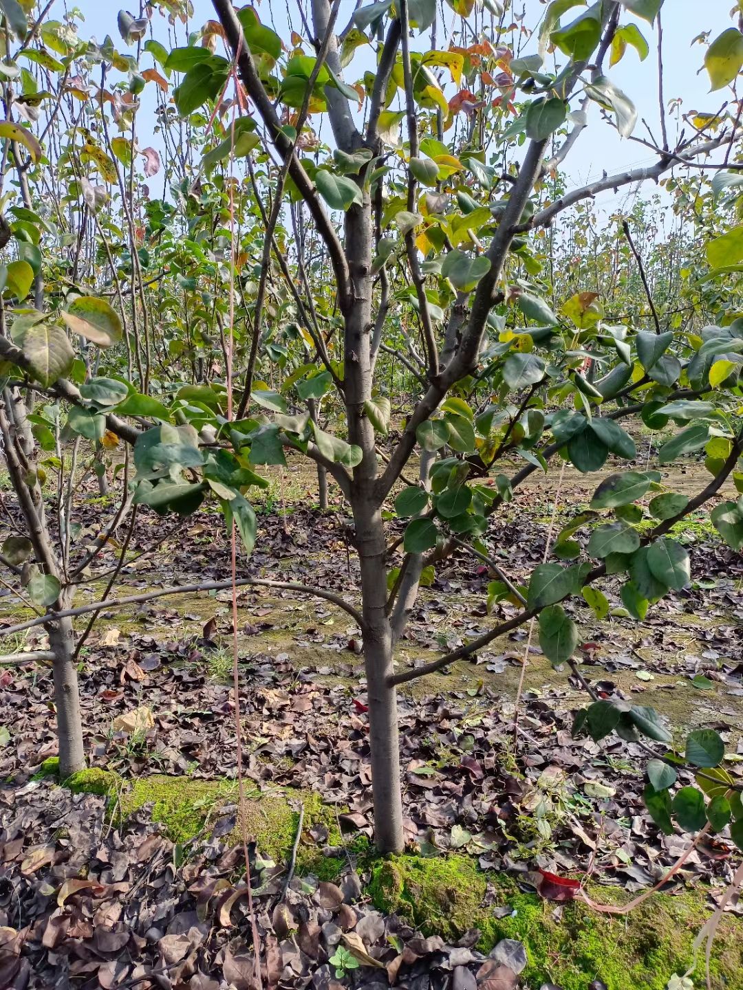 皇冠梨树苗 1-3年精品苗 8月早熟梨 大型苗圃现挖现发