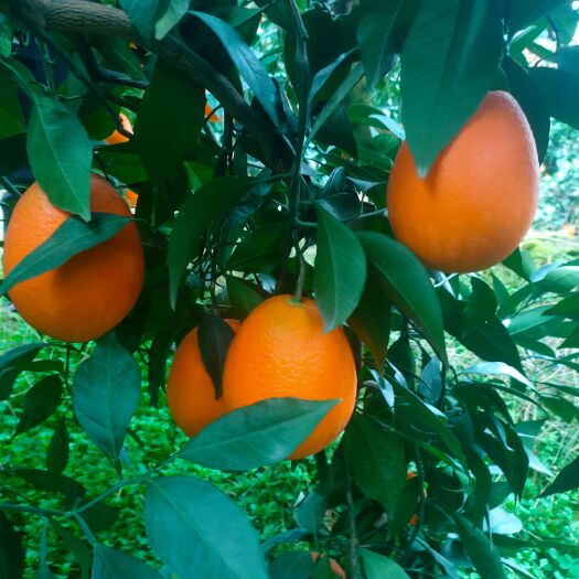 秭归县原汁原味，不加糖，不打糖蜜素