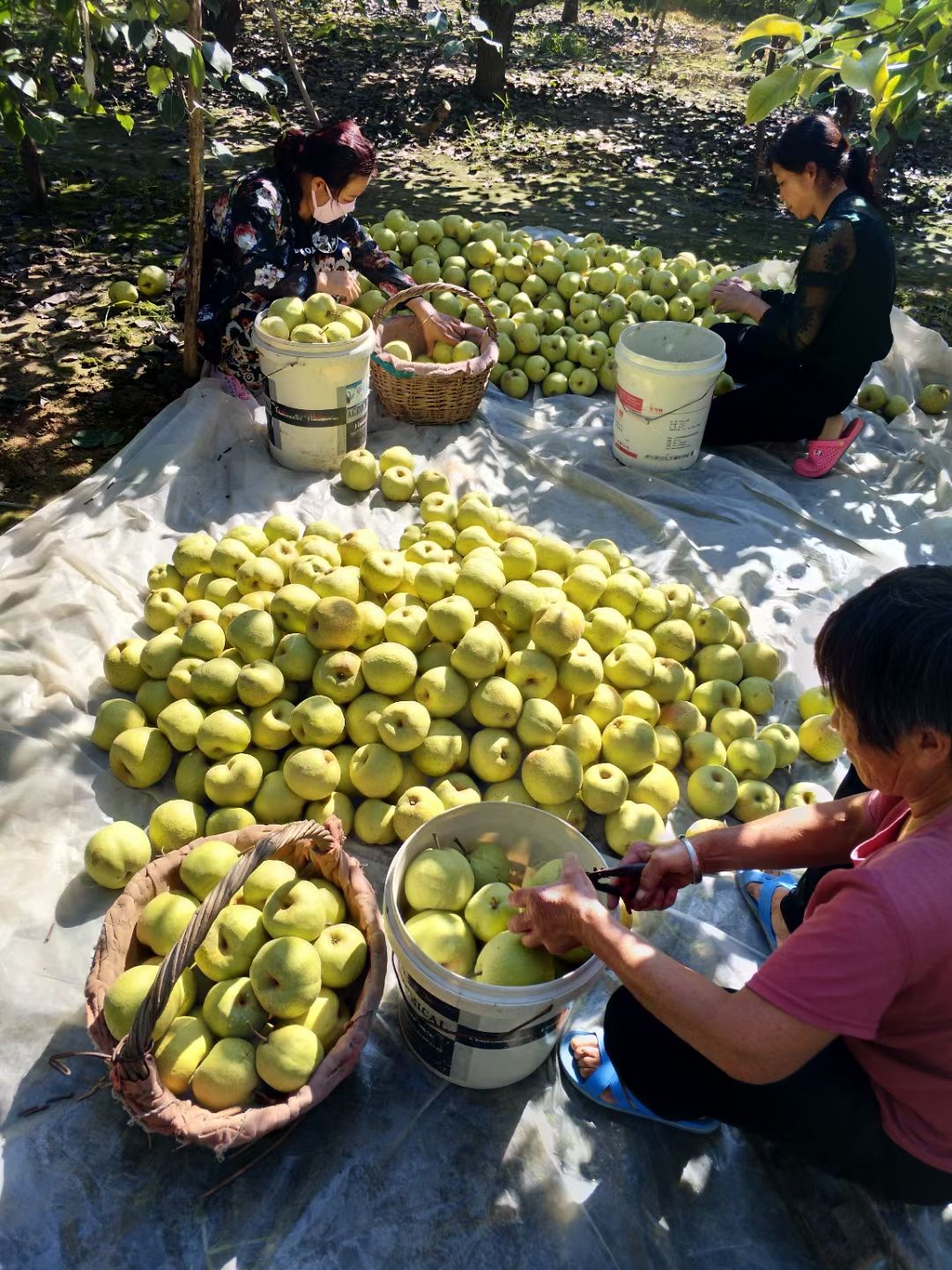 酥梨苗 皮薄多汁 中熟品种9月梨 砀山梨都之乡 现挖现发