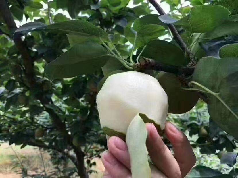 皇冠梨树苗 1-3年精品苗 8月早熟梨 大型苗圃现挖现发