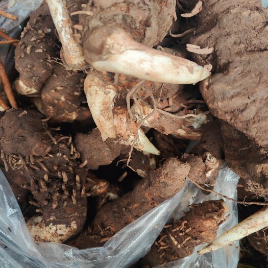 思茅滇重楼鲜货