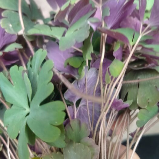 紫背天葵有茎有叶有杆有根别名老鼠屎 夏无踪雷丸草干净无杂