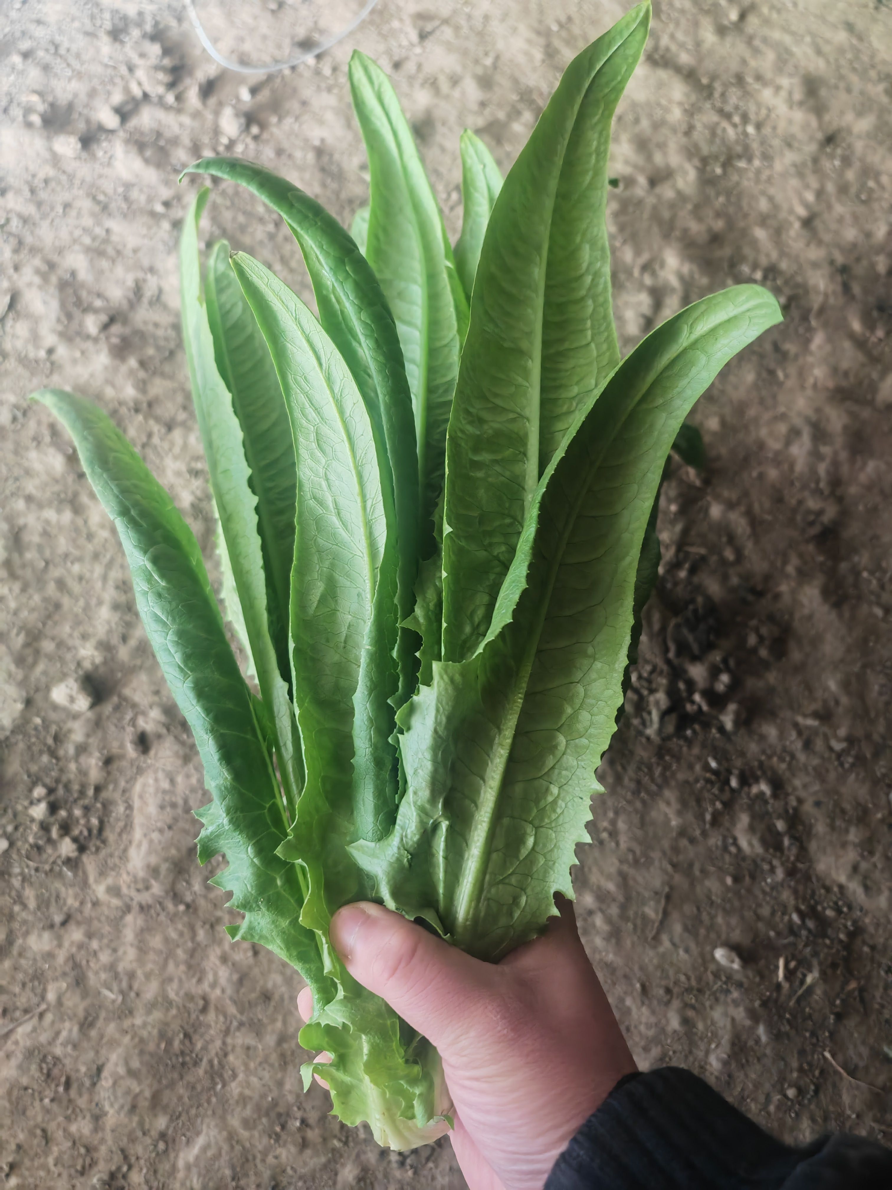 油麦菜 江苏油麦菜 一手货源 视频看货 产地直发 质量好