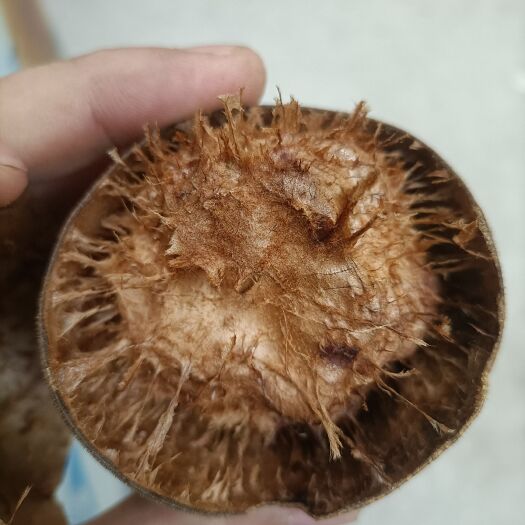 永福县永福龙江罗汉果