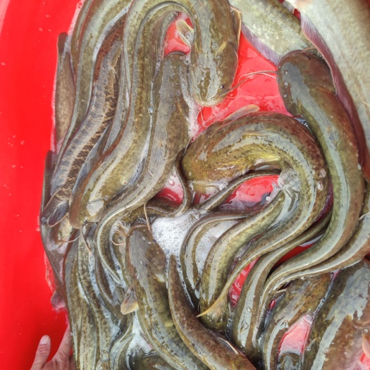 生态中华土鲶鱼