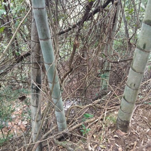 全南县九龙藤龙须藤鲜藤条500克