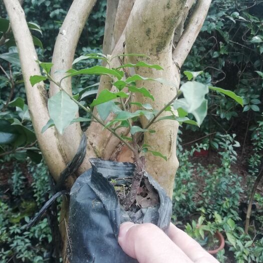 雅安灌木金弹子盆景盆栽茶台小品，品种多：血红果花生果葫芦果等等