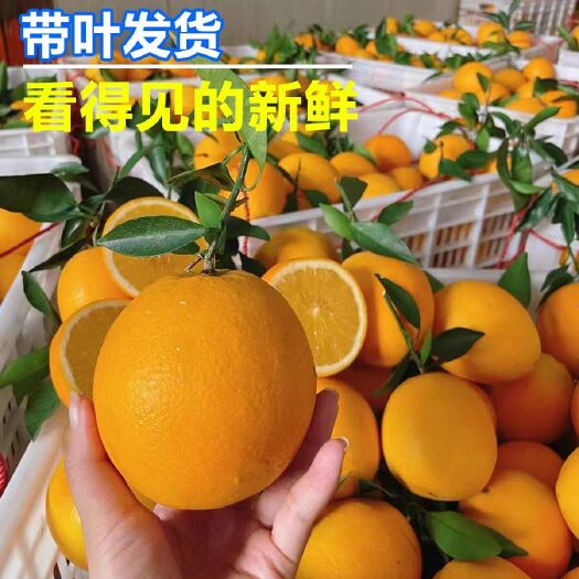定南县江西赣南脐橙10斤橙子应当季水果新鲜赣州果冻橙冰糖甜橙包