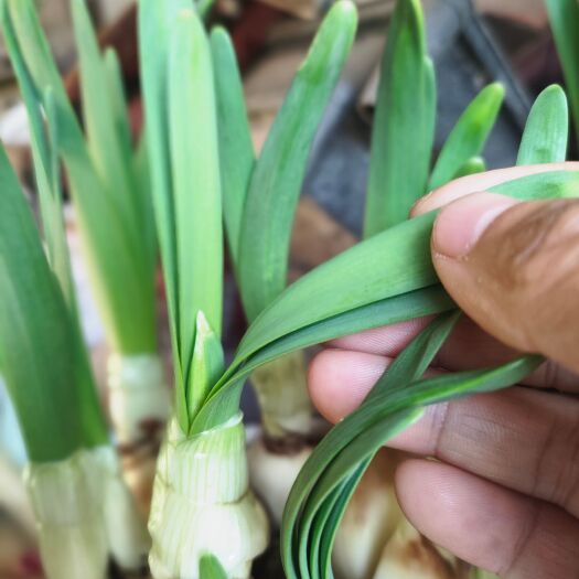 漳州年货水仙花盆栽植物室内花卉好养水培吉祥如意年宵花水养水仙花