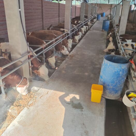 重庆市肉牛