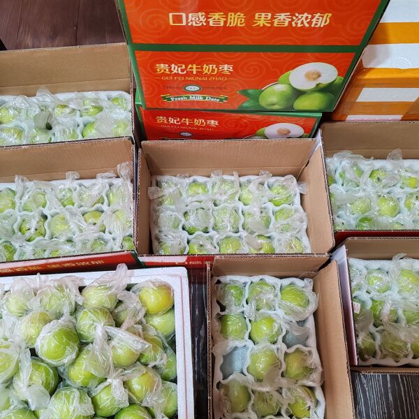 牛奶枣 青枣 苹果枣 脆枣大量上市产地直发