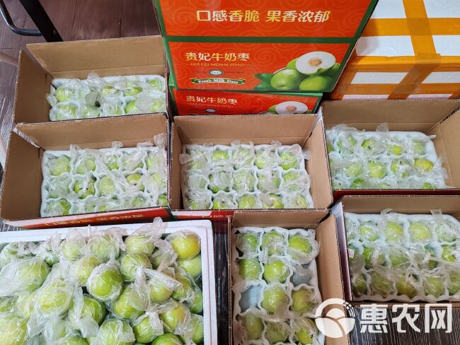 牛奶枣 青枣 苹果枣 脆枣大量上市产地直发