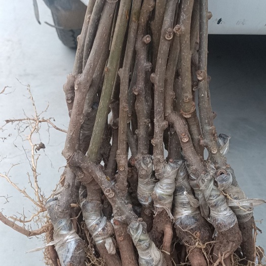 苍溪县红阳嫁接苗