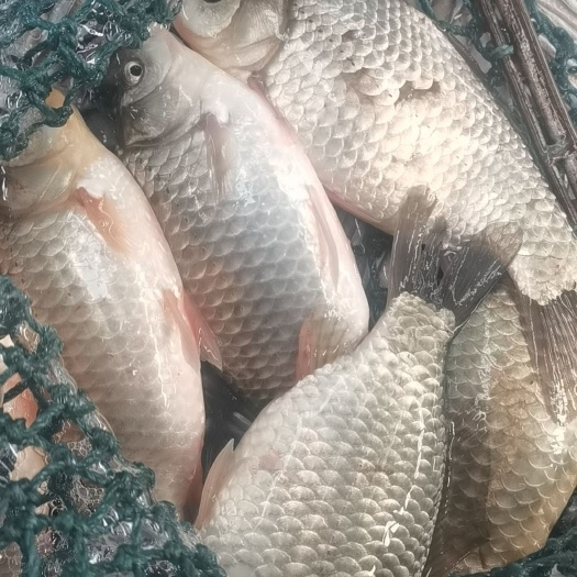 高原冷水鱼