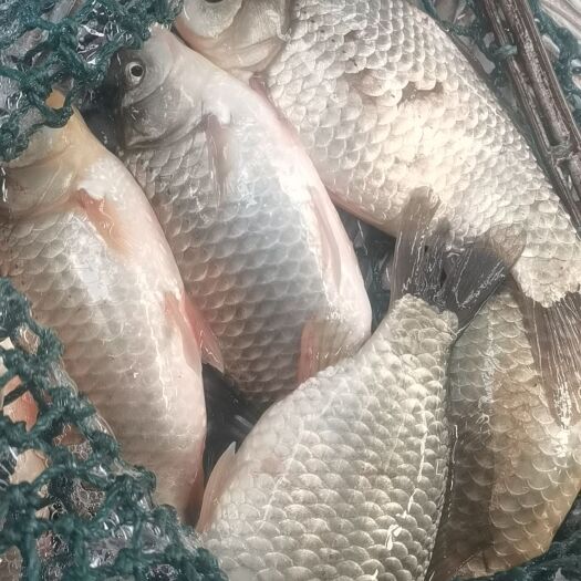 尖扎县高原冷水鱼