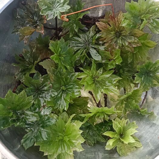 龙陵县回心草