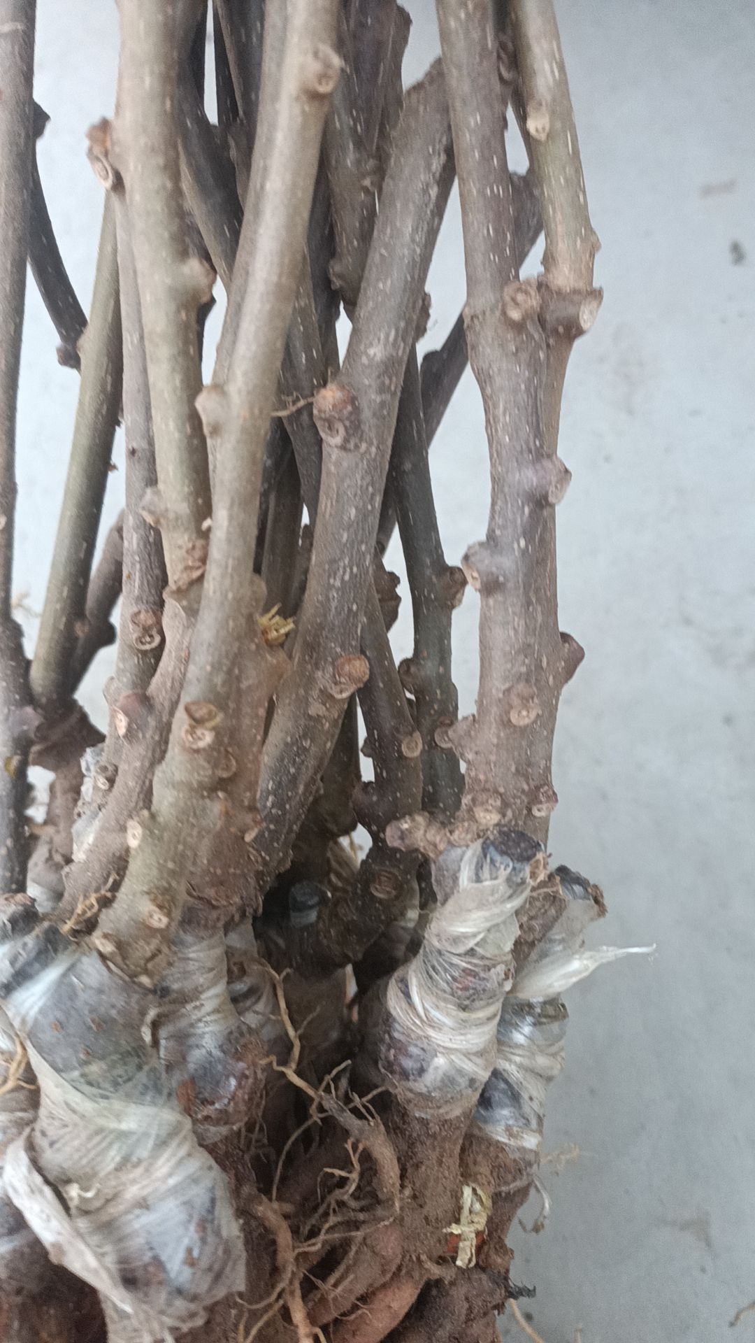 红阳嫁接苗