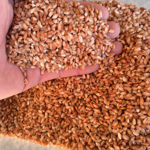 云南泸沽湖特产高原红米营养香软红大米红色五谷杂粮糙米新米