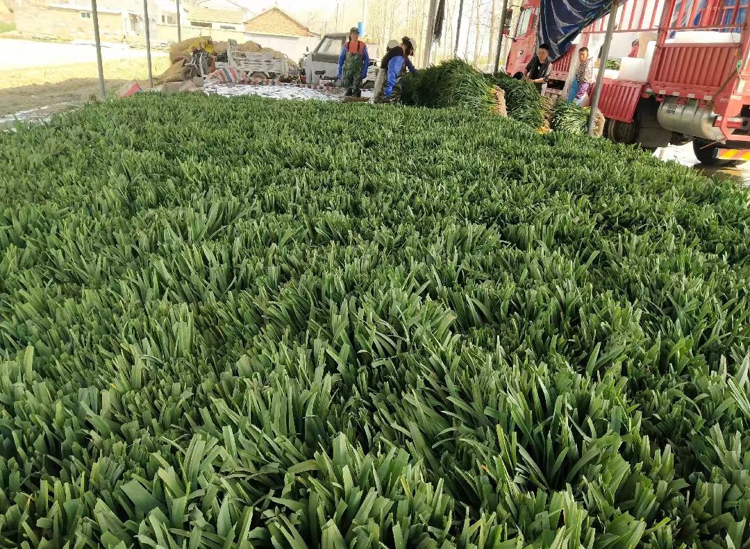 红根蒜苗根红苗正来自优质产区大量有货产地直接上车可简单加工
