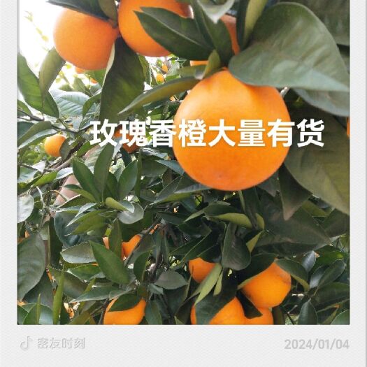 重庆市玫瑰香橙