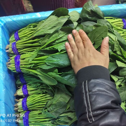 曹县精品把菠菜