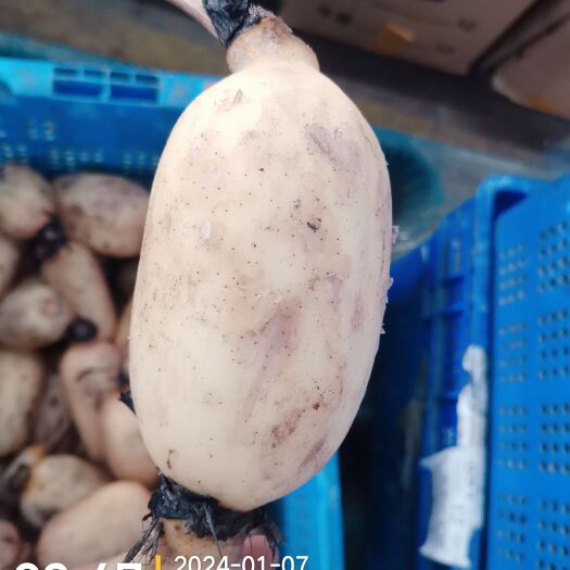 长沙汉寿本地莲藕