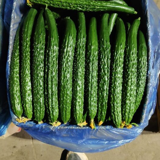 山西蜜刺黄瓜上市了，产地直发，货源量大，质量保证。欢迎订单