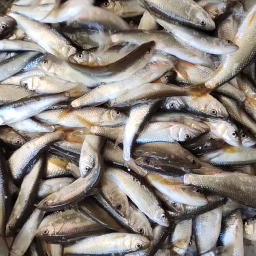 花骨鱼，马口鱼，大中小