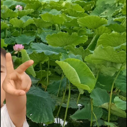 师宗县观赏藕