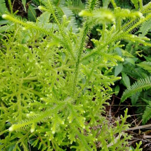 伸筋草 石松 狮子草、绿毛伸筋、小伸筋、舒筋草 产地一手货源