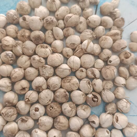 精品中颗粒1.6往下