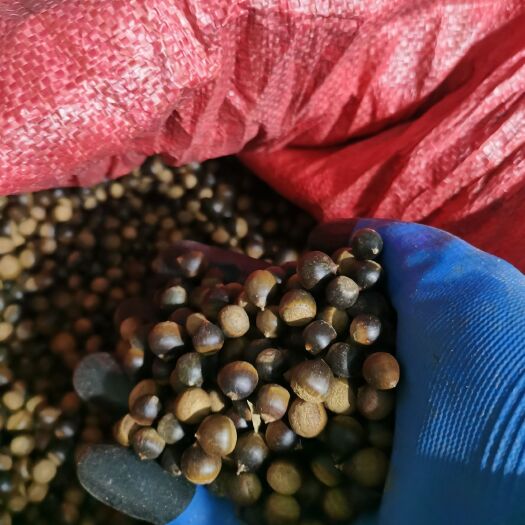 荔浦市广西桂林荔浦红椎树种子 种苗 品质保证 全国发货 林木良种