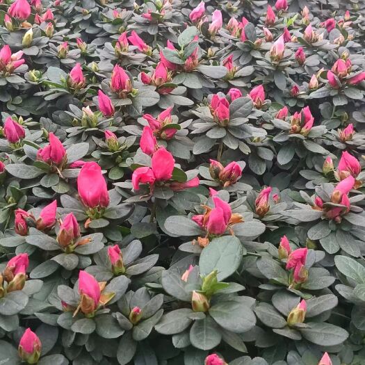 都江堰市西洋鹃大杯