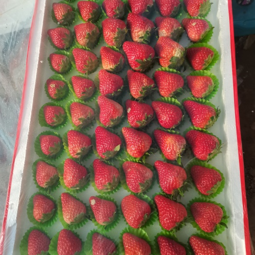 顺平县高品质红颜久久草莓大量有货