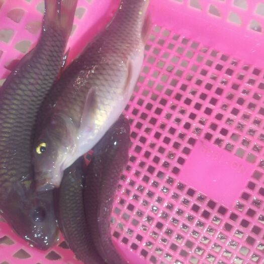 桂林禾花鱼