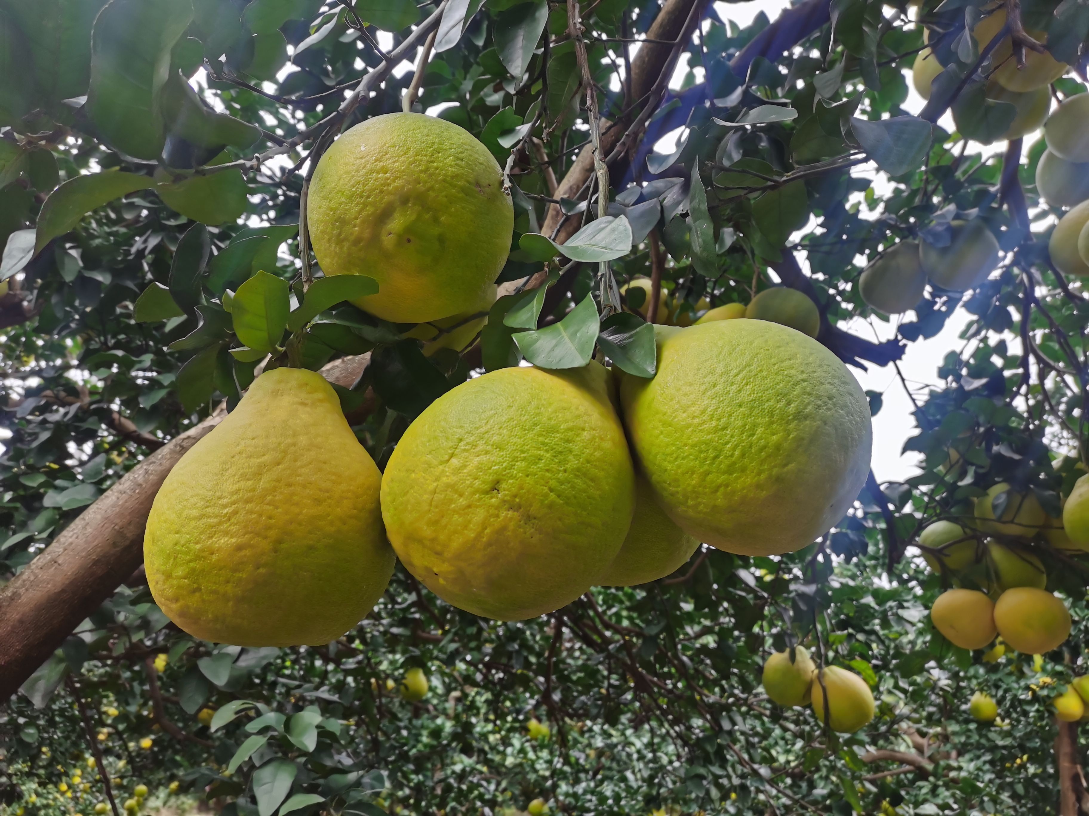 江永香柚