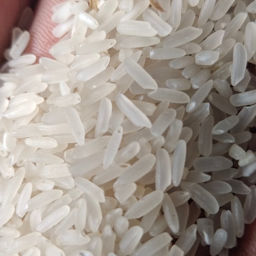 汉中水稻