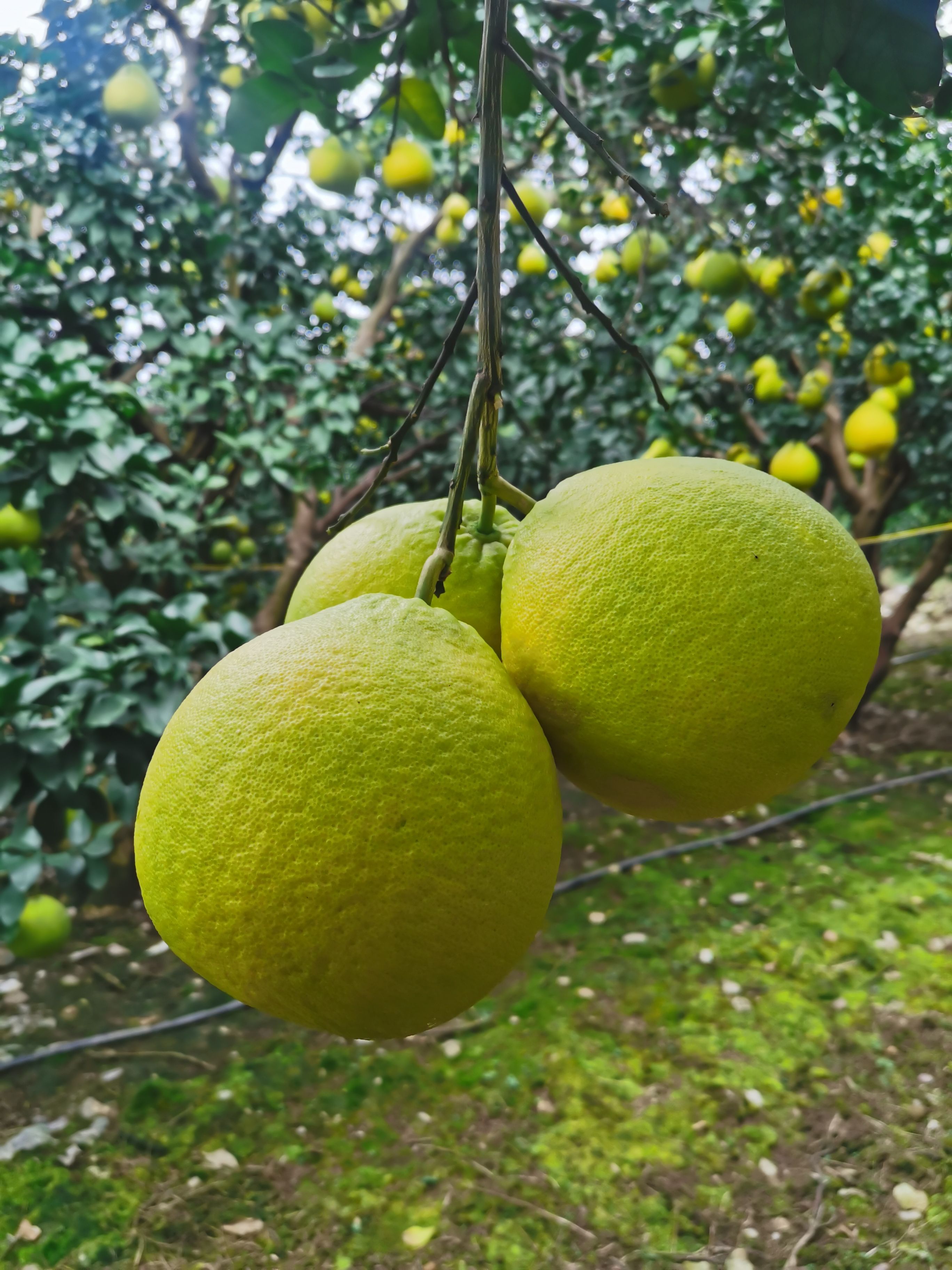 江永香柚